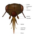 Illustration of the exterior anatomy of the head of a honey bee.