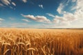 Farm Crop Harvest Field Country Wheat Crops Illustration Royalty Free Stock Photo