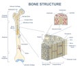 bone cross-section with isolated outline anatomical structure