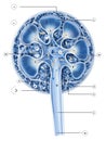 Detailed Diagram of Human Kidney Anatomy Showcasing Functional Components and Structures in a Scientific Illustration Royalty Free Stock Photo