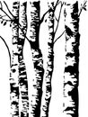 Birch Tree Forest Silhouette Vector for Nature Art and Design Projects Royalty Free Stock Photo