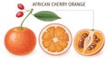 Detailed Illustration of African Cherry Orange Fruit with Sections and Seeds Royalty Free Stock Photo