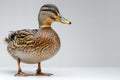 Featuring a duck standing, side view full body isolated on white background create an awardwinning photo of cute duck with a yell
