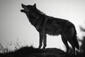 Featuring a howling black and white animal wolf silhouette on a rock Royalty Free Stock Photo