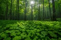 Featuring a the sun shines through a green forest with lots of leafs Royalty Free Stock Photo