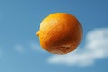 Featuring a there is an orange freese flying in the air, high quality, high resolution Royalty Free Stock Photo