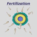 Illustration of a female egg fertilization sperm Royalty Free Stock Photo