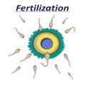 Illustration of a female egg fertilization sperm Royalty Free Stock Photo