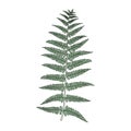 Illustration of fern frond leaf Royalty Free Stock Photo