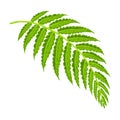 Illustration of fern leaf. Decorative image of tropical foliage and plant.