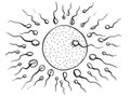 Illustration of fertilization