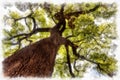 Illustration of ficus tree with young green leaves and brown bark on a blue background in summer in a park