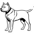 Illustration of a fierce black and white fighting dog pit bull