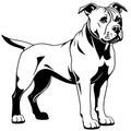 Illustration of a fierce black and white fighting dog pit bull Royalty Free Stock Photo