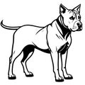 Illustration of a fierce black and white fighting dog pit bull Royalty Free Stock Photo