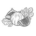 Illustration of figs, fig halves and leaves in engraving style Royalty Free Stock Photo