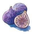 Illustration of figs watercolor sketch