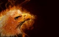 Illustration of fire burning eagle with black background Royalty Free Stock Photo