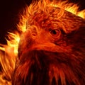 Illustration of fire burning eagle with black background Royalty Free Stock Photo