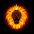 Fire lion head isolated on black background Royalty Free Stock Photo