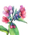 Illustration of first spring wild flowers - Dark lungwort medicinal Pulmonaria officinalis.