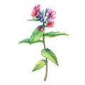 Illustration of first spring wild flowers - Dark lungwort medicinal Pulmonaria officinalis.