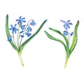 Illustration of first spring wild flowers - Scilla bifolia blue forest flowers.