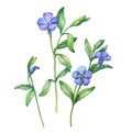 Illustration of first spring wild flowers - VÃÂ­nca mÃÂ­nor.