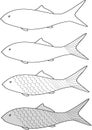 illustration of fish