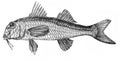 Illustration of the fish Red Mullet Mullus barbatus, with thoracic ventral fins in the old book The Encyclopaedia Britannica, vol