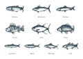 Illustration of fishes on white background. Drawn seafood set in engraving style. Sketches collection in vector.