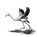 Flamingo - black white illustration Royalty Free Stock Photo