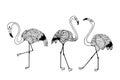 Illustration of flamingo in front . vector illustration eps10. hand drawing. art line