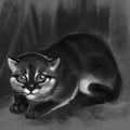 Illustration of a Flat-headed Cat