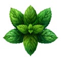 Illustration in flat icon style logo of a branch of aromatic spicy greenery