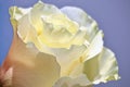 Illustration Floral background. A rose bud with delicate petals of a milky color with creamy shades on a blue background. Close-up