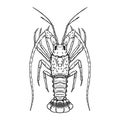 Illustration of florida Spiny Lobster in engraving style. Design element for logo, label, sign, poster, t shirt. Royalty Free Stock Photo