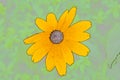 Illustration flowers of rudbeckia hirta is a color sketch