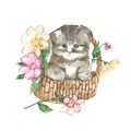 Illustration Fluffy kitten in a basket with flowers. Watercolor and liner