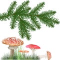 Fly agaric mushrooms under fir branch isolated on white