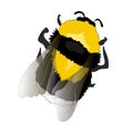 Illustration of Flying fat Bumblebee on white background