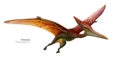 Illustration of a flying pterodactyl. Flying red green dinosaur. Predator in flight Royalty Free Stock Photo