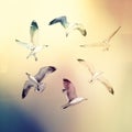 Illustration from flying seagulls
