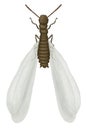Flying termite Royalty Free Stock Photo