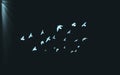 Illustration of flying white birds flock on black sky background and blue light beams. Decorative element. Royalty Free Stock Photo