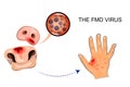 Illustration of the FMD virus and its transmission