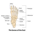 illustration foot bone. the bones of the foot