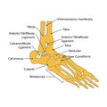 illustration of foot bone. vector. on white background