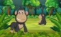 The forest background with two gorilla playing and sitting there