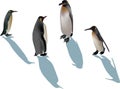 Four penguins with shadows on white